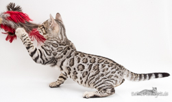 Bengal Cat silver